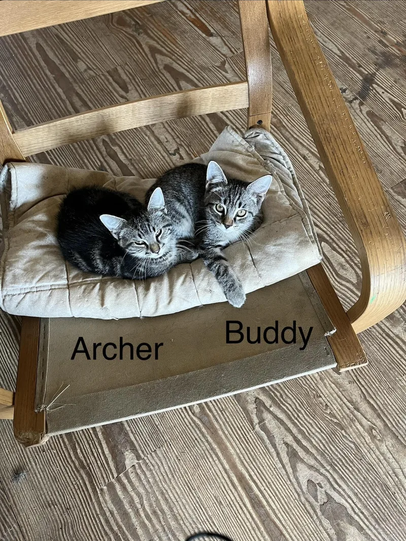Buddy thumbnail 5