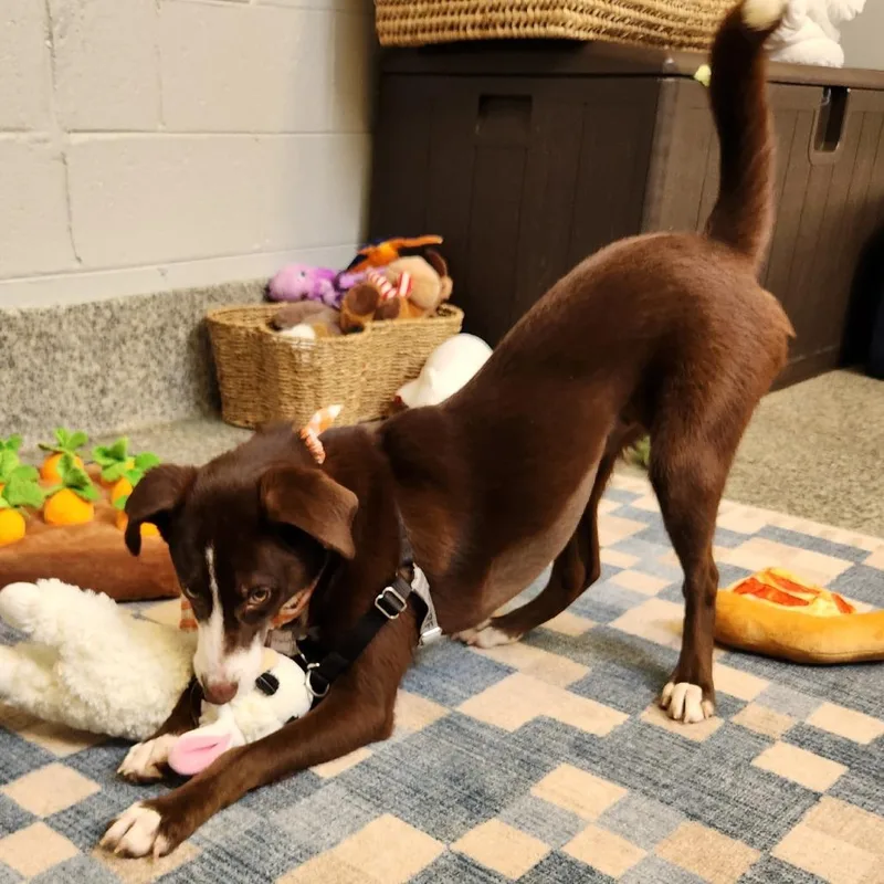 A young medium-sized female Brown / Chocolate Retriever dog named Rosalina for adoption in Falls Church, VA