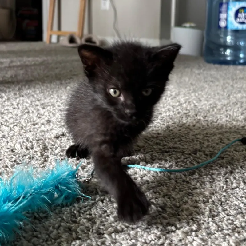 A baby small-sized male Black Domestic Short Hair cat named Frijolito for adoption in Houston, TX