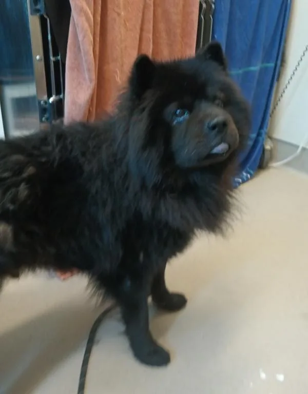 An adult large-sized male Chow Chow dog named Hoots Hooligan for adoption in El Cajon, CA