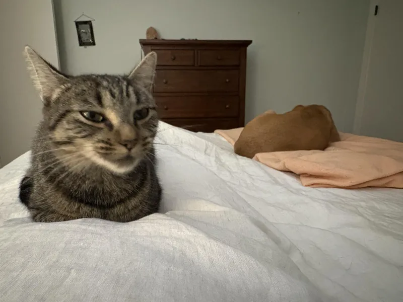 A baby medium-sized female Tabby (Brown / Chocolate) Domestic Short Hair cat named Julep for adoption in Baltimore, MD