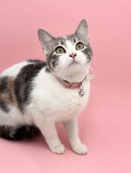 Dolly Sponsored thumbnail 2