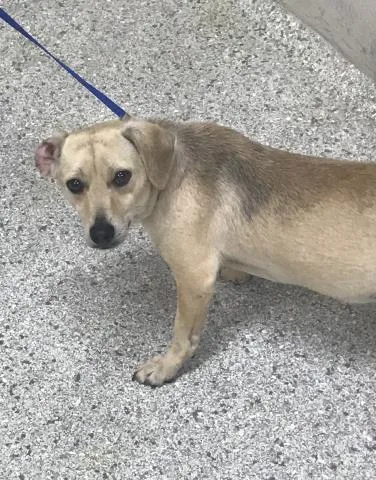 An adult medium-sized male Chihuahua dog named Calvin for adoption in Conroe, TX