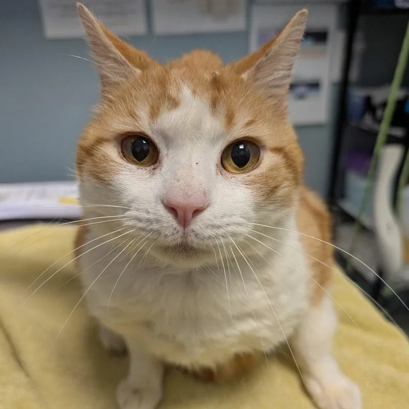 An adult medium-sized male Domestic Short Hair cat named Brodie for adoption in New Castle, DE