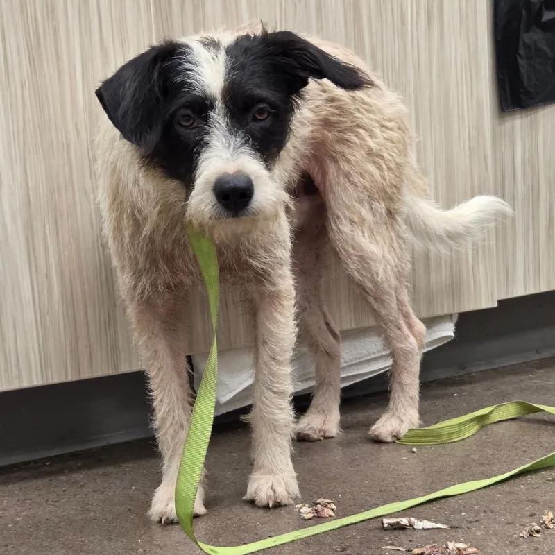 A young small-sized male Black Schnauzer dog named Lucky for adoption in Chattanooga, TN