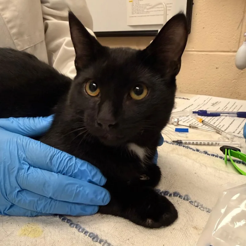 A young small-sized male Black Domestic Short Hair cat named Sand Dollar for adoption in Springfield, MA