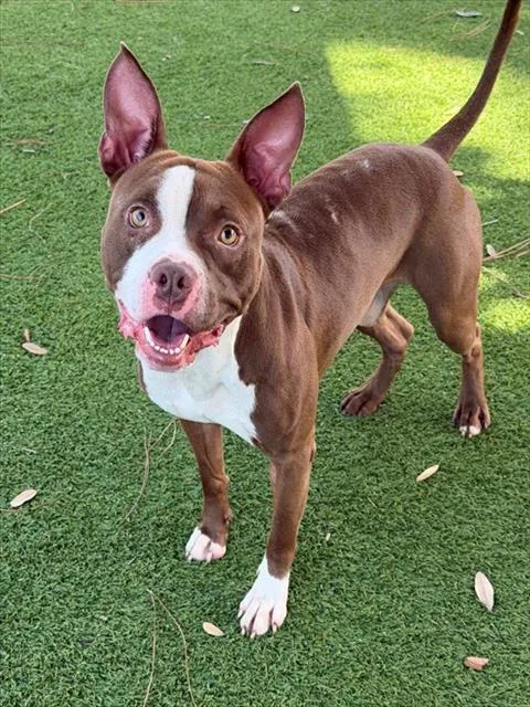 A young medium-sized male Pit Bull Terrier dog named Chestnut for adoption in Fort Myers, FL
