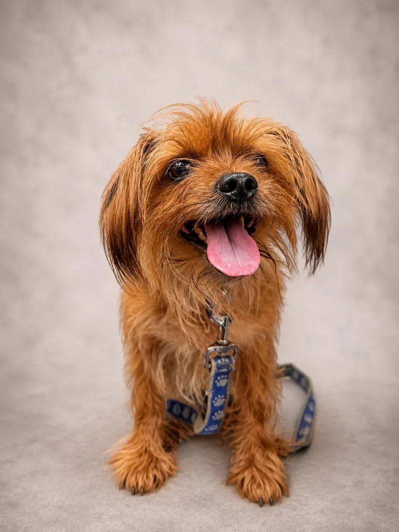An adult small-sized female Brown / Chocolate Yorkshire Terrier dog named Zora for adoption in Waldorf, MD