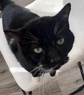 An adult medium-sized male Domestic Short Hair cat named Edgar for adoption in Philadelphia, PA