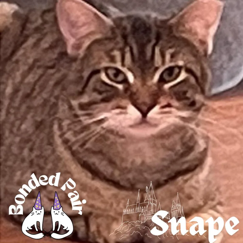 Snape thumbnail 4