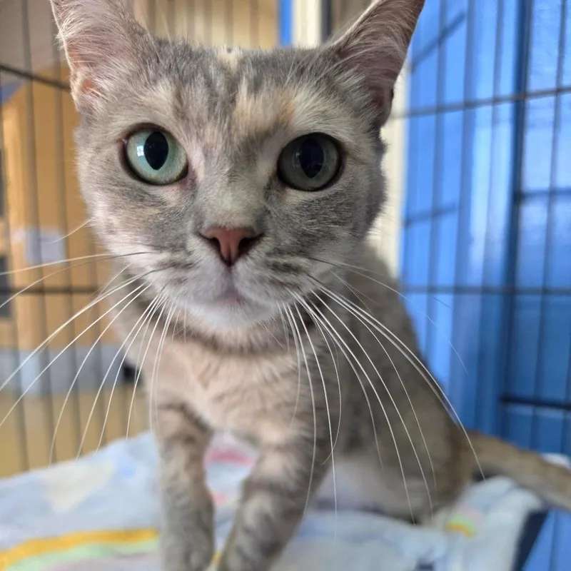 A young small-sized female Calico Domestic Short Hair cat named Sylvie Costa Mesa for adoption in Chino Hills, CA