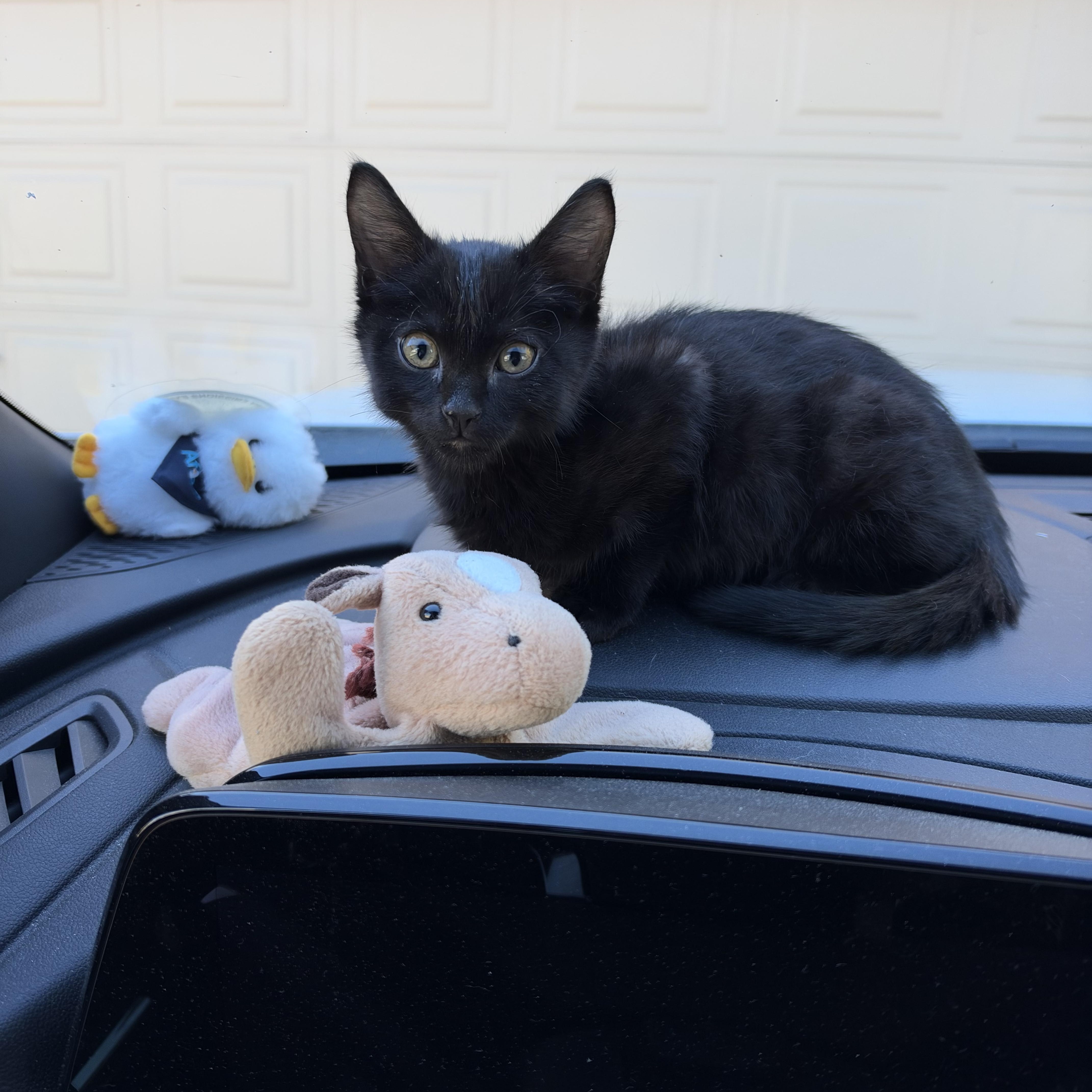 A baby medium-sized male Black Domestic Short Hair cat named Castiel for adoption in Wheat Ridge, CO