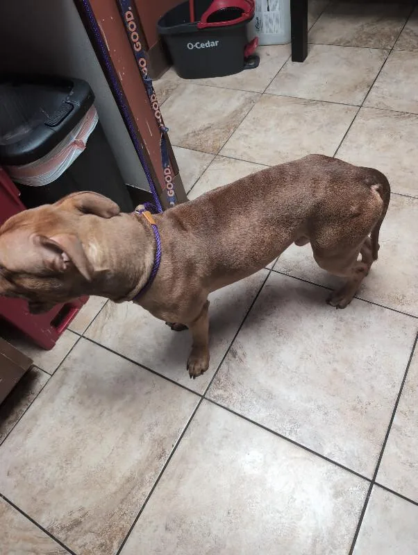 An adult large-sized male Red / Chestnut / Orange Mixed Breed dog named Choso for adoption in Cincinnati, OH