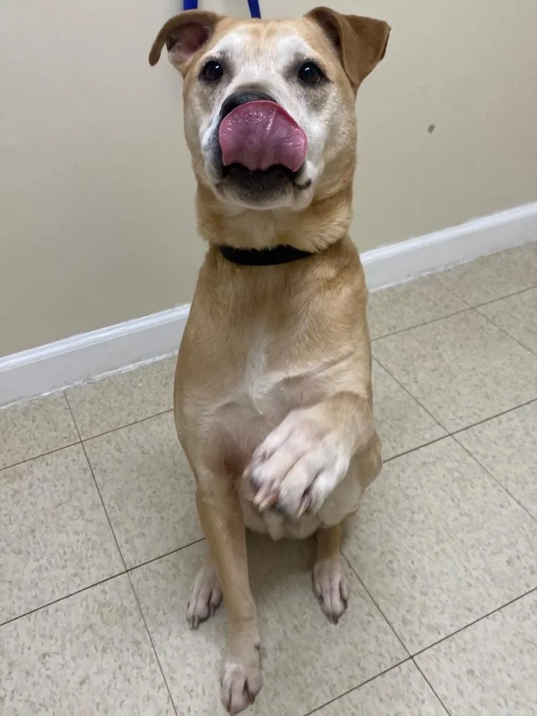 An adult medium-sized male Shepherd dog named Morris for adoption in Fall River, MA