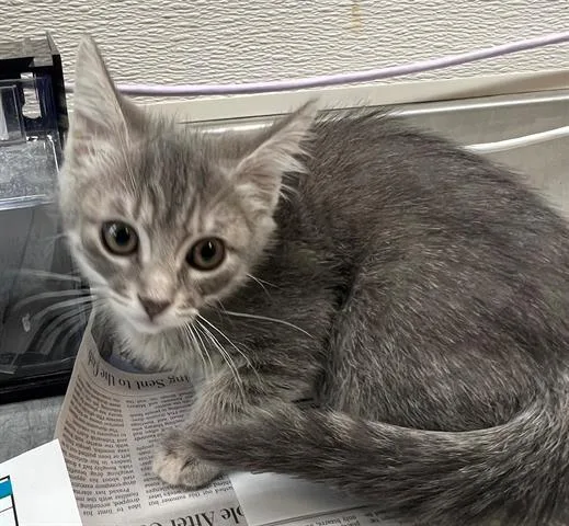 A baby small-sized female Domestic Short Hair cat named Blossom for adoption in Houston, TX