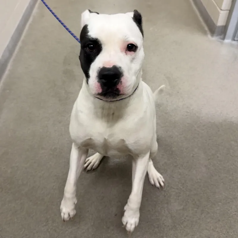 An adult medium-sized female Pit Bull Terrier dog named Jinx for adoption in Kearney, NE