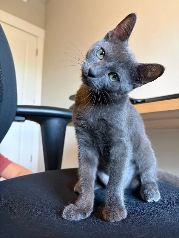 An adult medium-sized male Gray / Blue / Silver Domestic Short Hair cat named Ho Ho for adoption in Fort Collins, CO