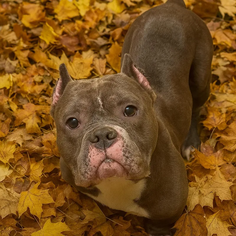 An adult medium-sized male Gray / Blue / Silver American Bulldog dog named Bryce for adoption in Newark, NJ