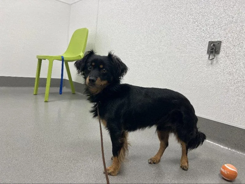 A young small-sized male Tibetan Spaniel dog named Casper for adoption in San Francisco, CA