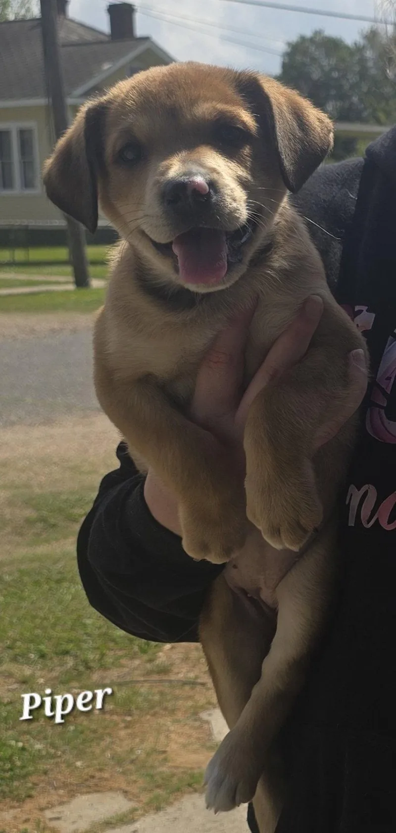 A baby large-sized female Shepherd dog named Piper Cuteness Unleashed! for adoption in Oakhurst, NJ