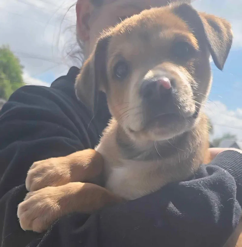 Piper Cuteness Unleashed! thumbnail 2