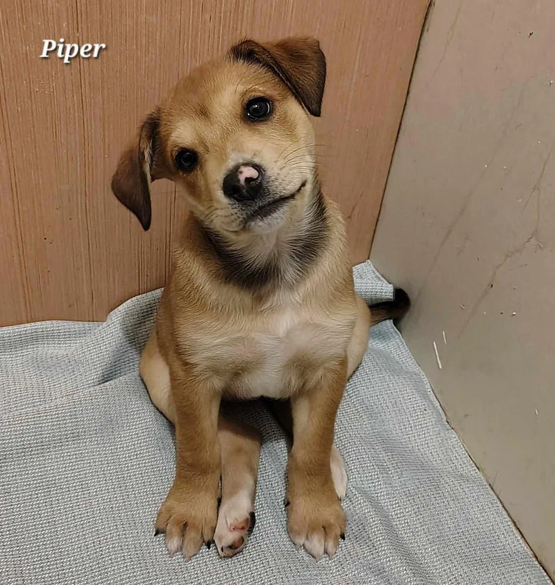 Piper Cuteness Unleashed! thumbnail 3