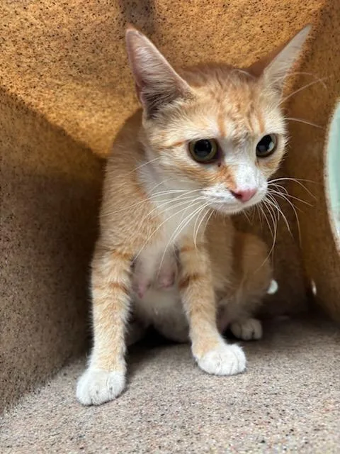 An adult medium-sized female Domestic Short Hair cat named Papaya for adoption in Baldwin Park, CA