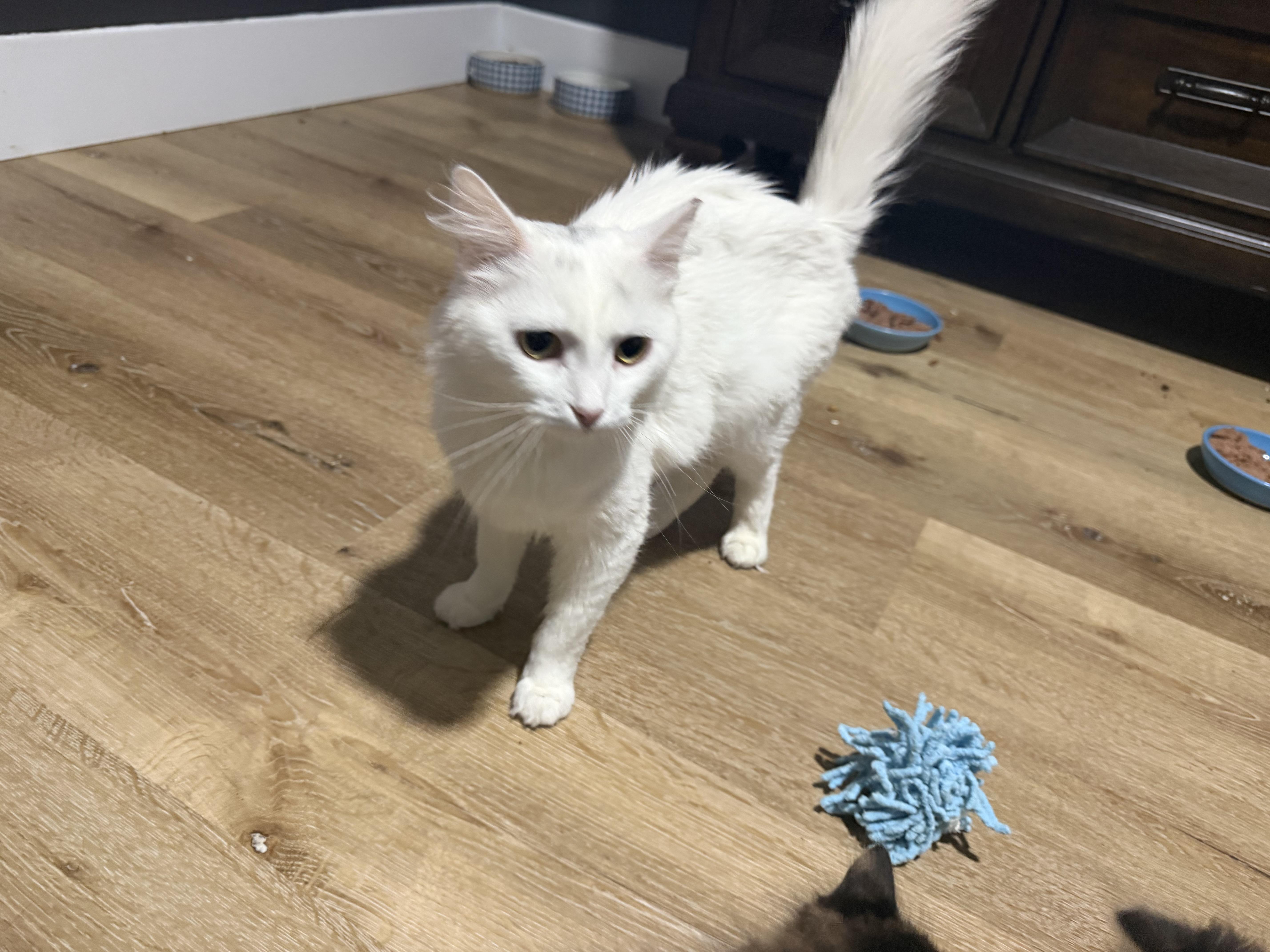 Delilah