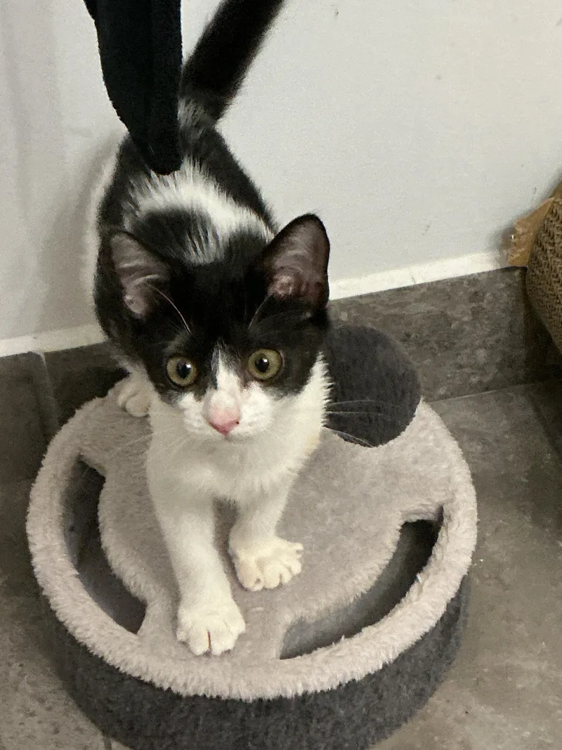 A baby small-sized female Black & White / Tuxedo Tuxedo cat named Josie for adoption in Delray Beach, FL