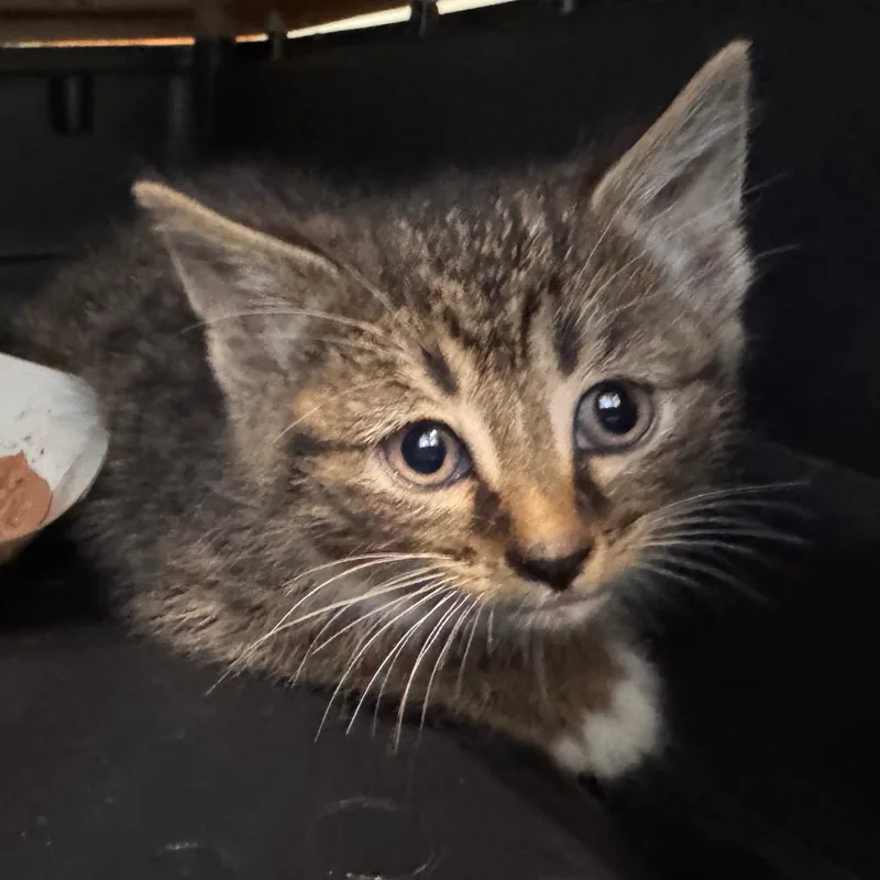 A baby small-sized male Brown / Chocolate Domestic Short Hair cat named Cracker Barrel for adoption in Lynchburg, VA