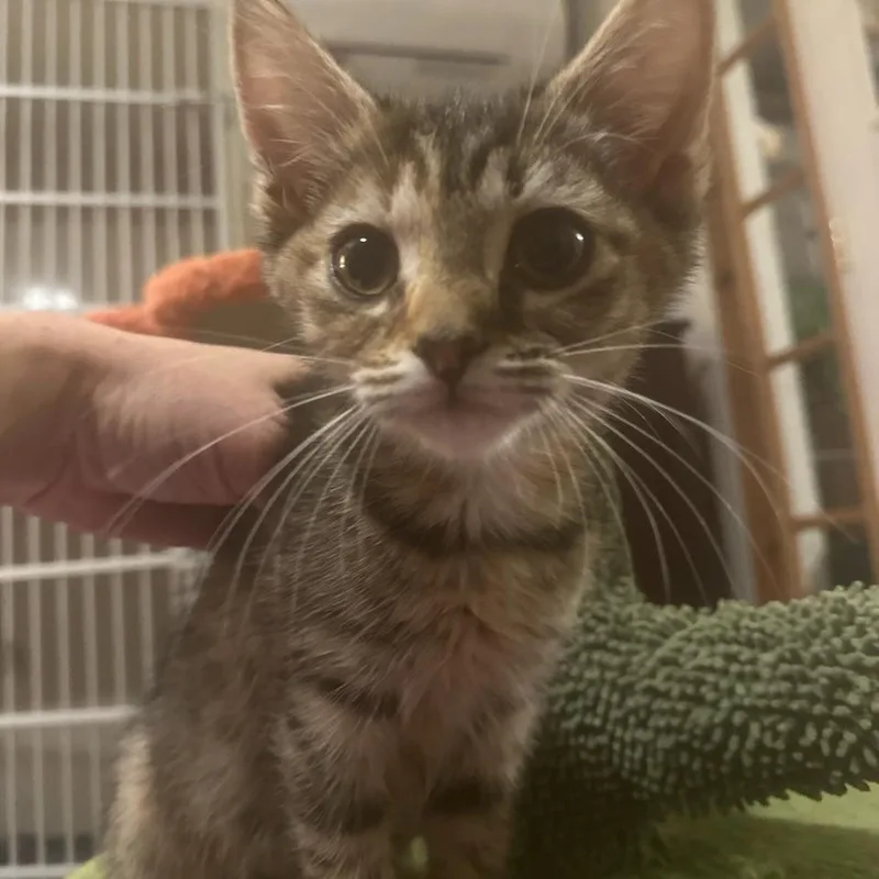 A baby small-sized female Gray / Blue / Silver Domestic Short Hair cat named Samar for adoption in Woodstock, VA