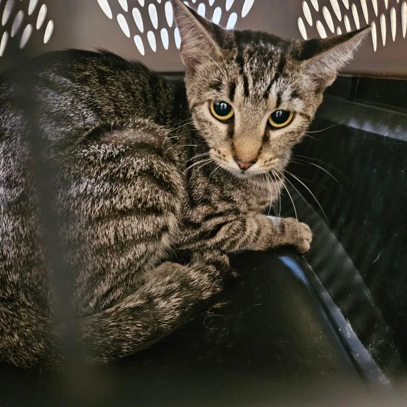 A young small-sized female Gray / Blue / Silver Domestic Short Hair cat named Sketchers for adoption in Hattiesburg, MS