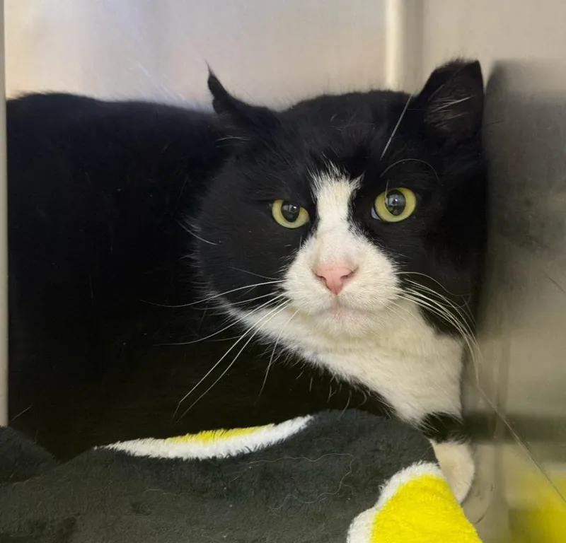 An adult medium-sized male Domestic Short Hair cat named Pinkie for adoption in Pomona, NY