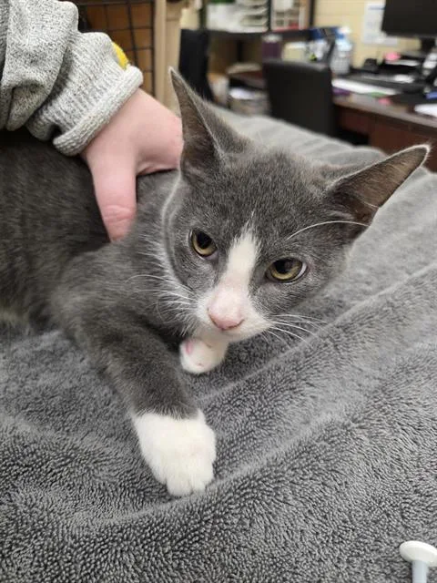 A baby small-sized male Domestic Short Hair cat named Colter for adoption in Aliquippa, PA