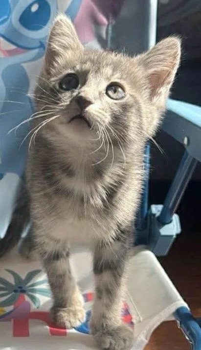 A baby small-sized male Domestic Short Hair cat named Pebble for adoption in Chicago, IL