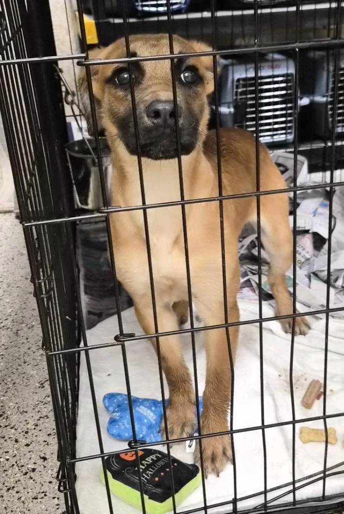 A baby medium-sized female Boxer dog named Ericka for adoption in Saint Clairsville, OH