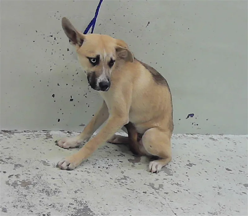 A young small-sized male German Shepherd Dog dog named Toby for adoption in Houston, TX