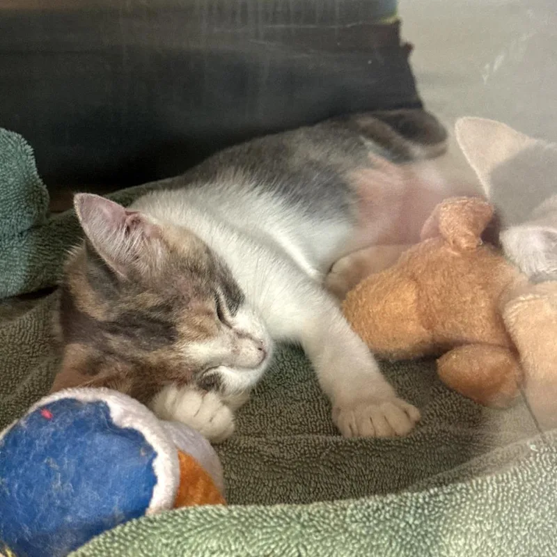 A baby small-sized female White Domestic Short Hair cat named Fluffer Nutter for adoption in Austin, TX