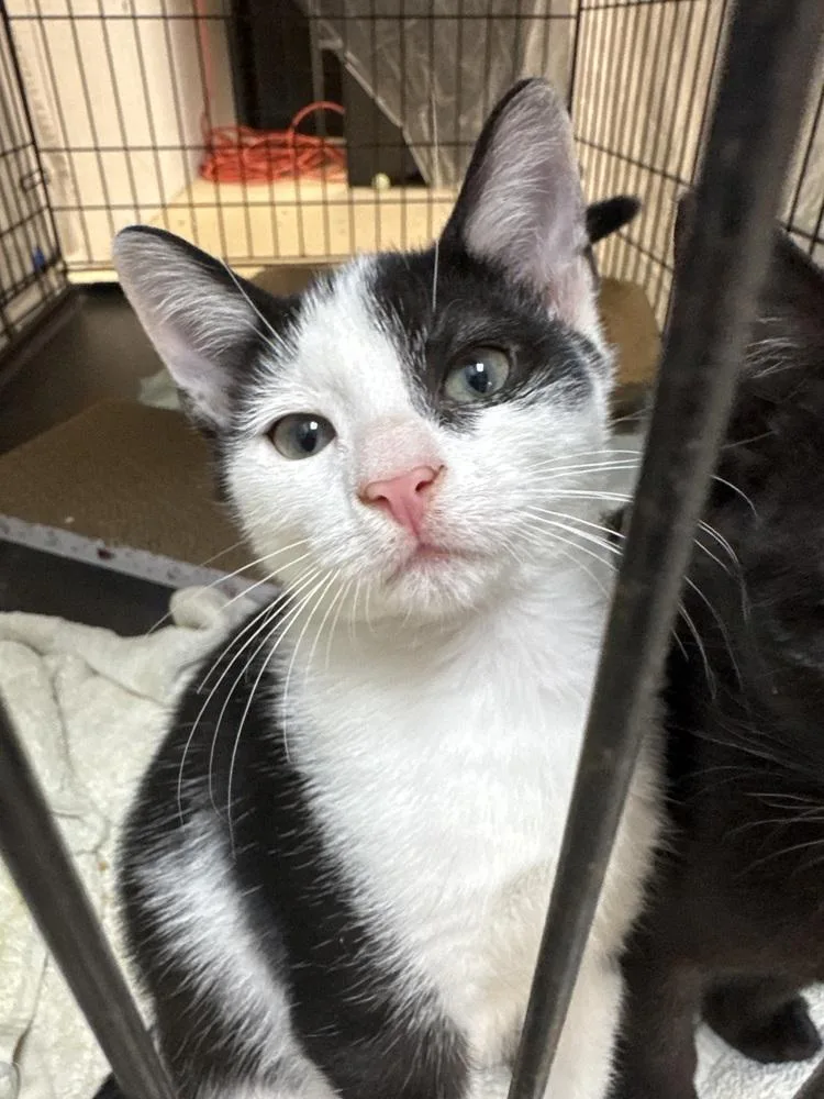 A baby small-sized male Domestic Short Hair cat named Doc MD for adoption in Fort Walton Beach, FL
