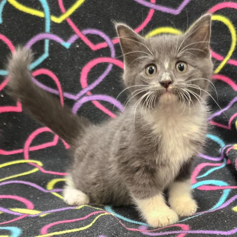 A baby small-sized female Domestic Short Hair cat named Garbanzo for adoption in Murphysboro, IL