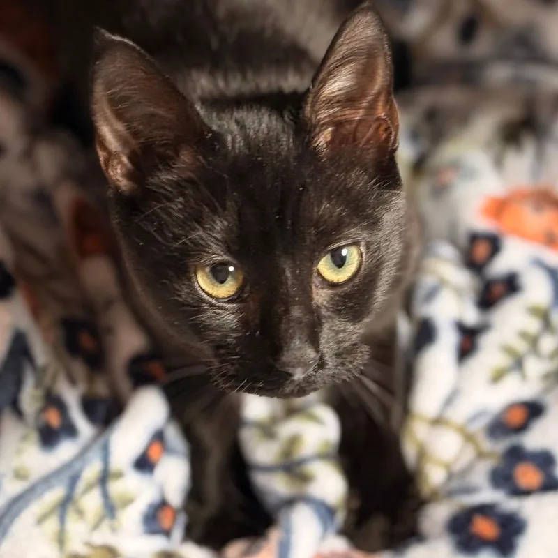 A young small-sized female Domestic Short Hair cat named Sosie for adoption in Cumming, GA