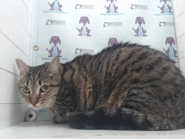 A young medium-sized female Domestic Short Hair cat named Tally for adoption in Orlando, FL