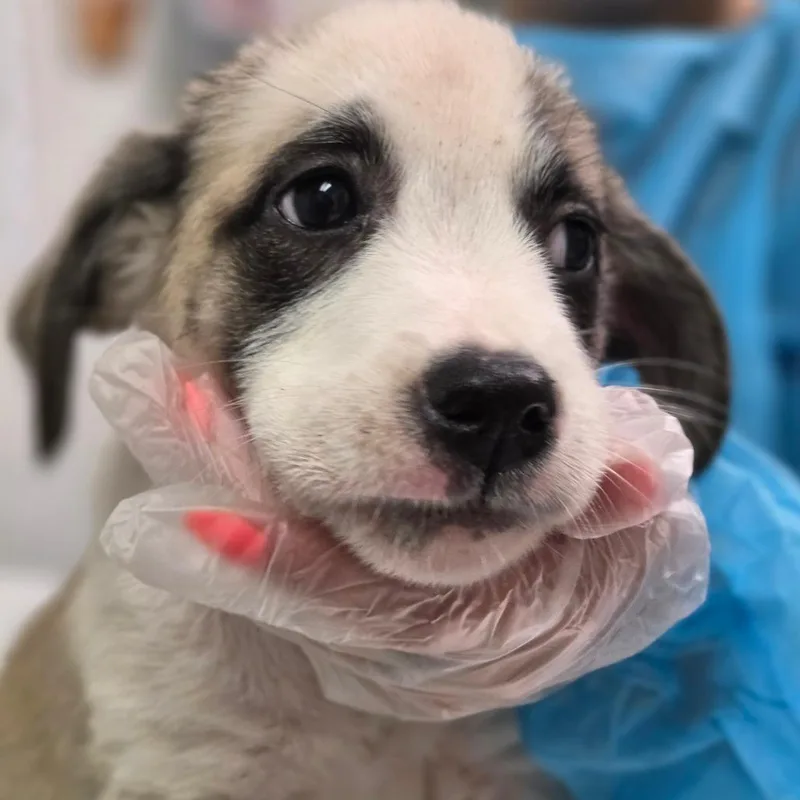 A baby small-sized female Gray / Blue / Silver Mixed Breed dog named Mona for adoption in Charleston, WV