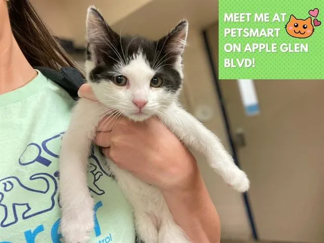 A baby small-sized male Domestic Short Hair cat named Buddy for adoption in Fort Wayne, IN