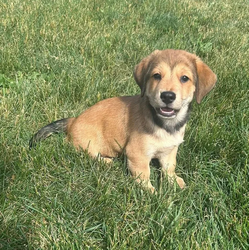 A baby medium-sized male Australian Shepherd dog named Forky for adoption in McHenry, IL