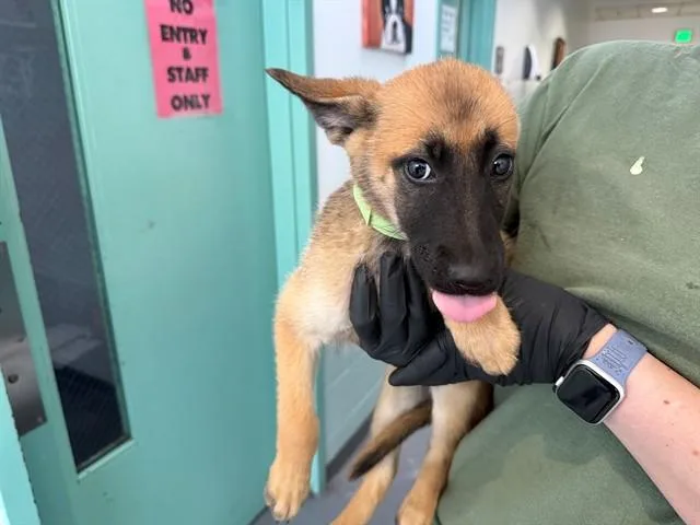 A baby small-sized female German Shepherd Dog dog named Tater Tot for adoption in Antioch, CA