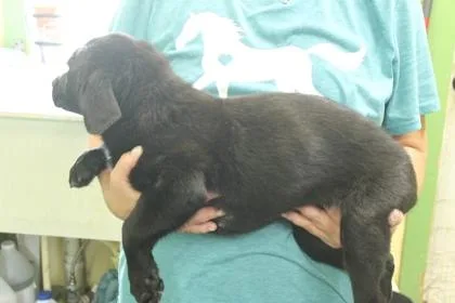 A baby medium-sized female Labrador Retriever dog named Fancy for adoption in Picayune, MS