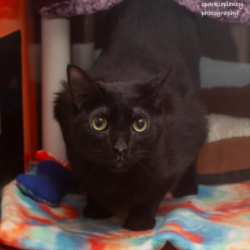 An adult medium-sized male Black Domestic Short Hair cat named Harry for adoption in Ridgefield, CT