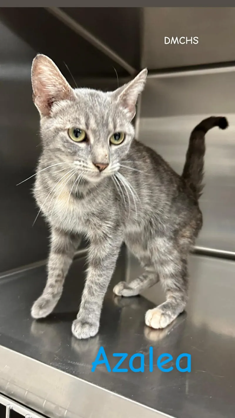 A young small-sized female Tabby (Gray / Blue / Silver) Domestic Short Hair cat named Azalea for adoption in Burlington, IA