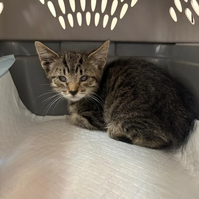 A baby small-sized female Brown / Chocolate Domestic Short Hair cat named Pantaloons for adoption in Kanab, UT